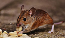 24 Hour & Emergency Exterminators in Overly, ND